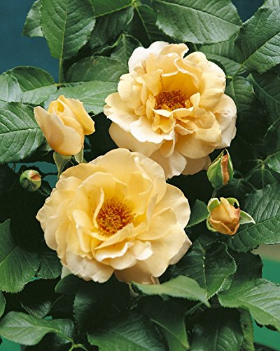Strauchrose Kaiser von Lautern im 7 Liter Rosentopf