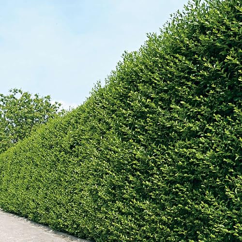 Garten-Schlüter® Ovalblättriger Liguster -Ligustrum Ovalifolium-, 40-60 cm geliefert im 3 Liter Container - als Laubhecke - immergrün, winterhart, hitzeresistent, duftend, insektenfreundlich