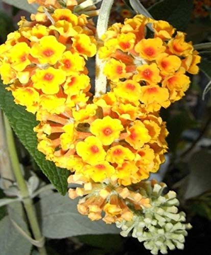 Buddleja davidii Golden Glow - Schmetterlingsstrauch - 60-80 cm