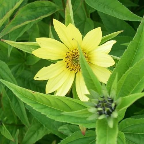 6x Helianthus 'Lemon Queen' – Vaso 9x9 cm – pianta perenne fioritura giallo chiaro giardino