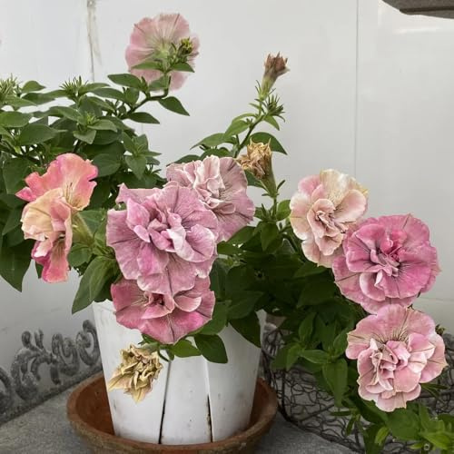 semillas de petunia colgando de perenne resistente petunia petunia Decoración de jardín para exterior, balcón cobertura del suelo, perenne 125pcs