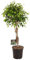 Ficus Benjamina Exotica - 110-120cm - Ø27cm - Pianta d'appartamento - Sempreverde