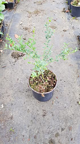 Citrus australasica 'Pink Skin' greffé sur Poncirus trifoliata/Citronnier caviar Pink Skin/Conteneur de 2 à 2.9 litres/Touffe