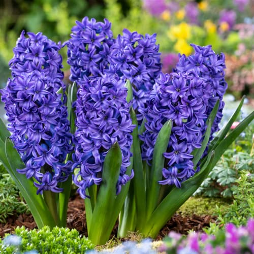 Plant in a Box - Hyacinthus Blue Trophy - Set de 25 - Bulbes de Jacinthes Rustiques - Bulbes à Floraison Précoce pour le Jardin