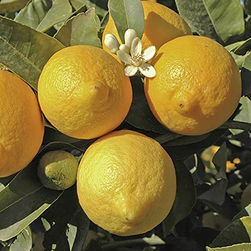 YouGarden Large Lemon Trees, Pair of Trees Supplied in 4 Litre Pots, Fruit for Gardens or Patios, Citrus for Gardens, Supplied as Established Ready to Plant Tree