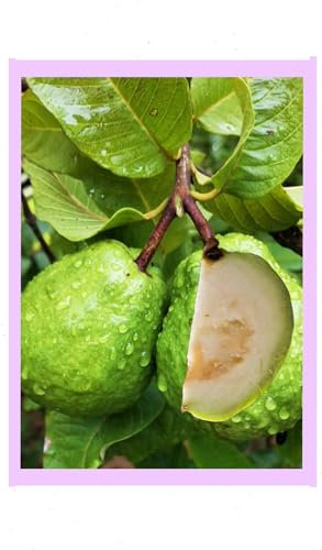 50 Green Guava Seeds – High Germination Rate | Tropical Fruit Seeds for Home Gardens, Greenhouses & Outdoor Growing | Exotic Plant