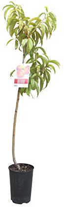 Tropictrees - Nektarinenbaum Obstbaum Prunus persica var. nucipersica 'Fantasia' 150cm