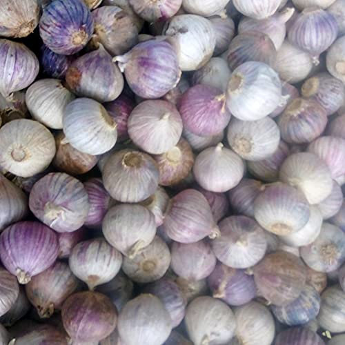 Thai Elephant 10 Garlic Seeds Bulbs, Strong Hardy Tasty