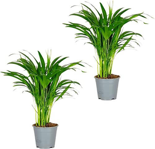 Dypsis Lutescens Pack de 2 Plantas de Interior Palmeras Naturales