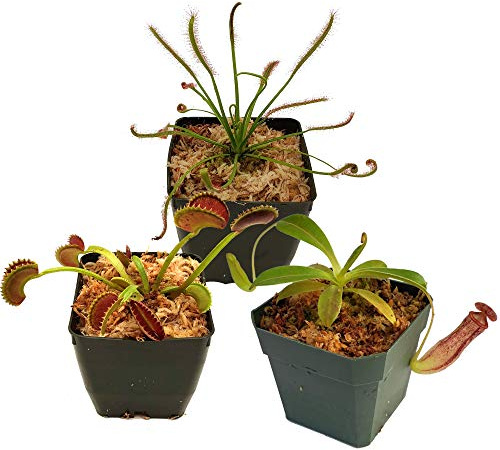 Carnivorous Plant Beginner Collection - Sundew, Venus Flytrap, Pitcher Plant - Live Adult Plants with 3 pots