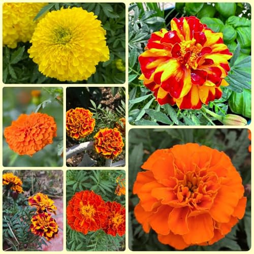 Semillas de caléndula, raras semillas Tagetes erecta abeja 400pcs