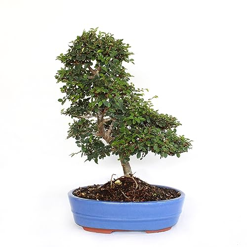 KENTIS - Bonsai di Zelkova - Olmo Giapponese - Pianta Vera da Esterno e Interno - Giardino Balcone Terrazzo - H 40-50 cm Vaso in Ceramica 26 cm