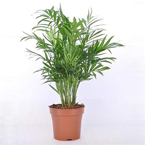 Bergpalme 30 cm – Chamaedorea Elegans Zimmerpflanze | Pflegeleicht, Luftreinigend & Dekorativ für Zuhause und Büro