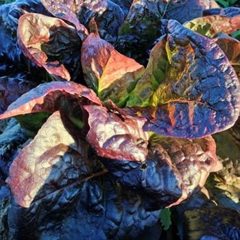200 semi di Red Lattuga romana - Lactuca sativa:Grani