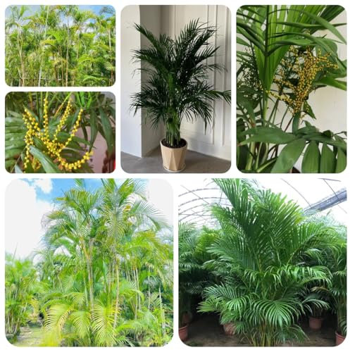 goldfruchtpalme samen - bonsai samen, bodendecker winterhart mehrjährig bonsai, pflanzen samen indoor steingartenpflanzen winterhart, outdoor pflanzen stauden winterhart mehrjährig, 100pcs