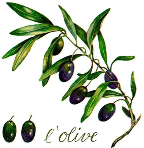 Braun & Company Servietten l'Olive, 33 x 33 cm - 20er Pack