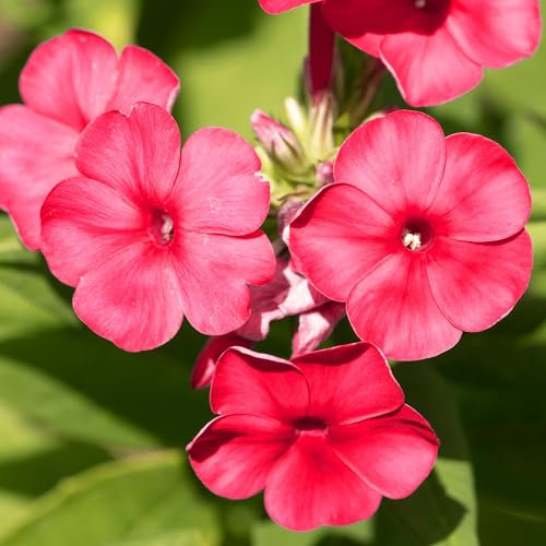 Phlox Famous Cerise - Outdoor Plants Garden Ready - Deciduous Red Flowering Perennial Plant for Pots, Containers, Borders and Flower Beds (9cm Pot, 15-25cm)