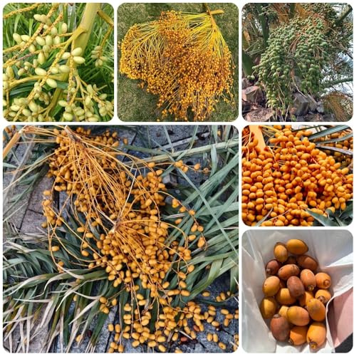Semi di palma da dattero, comprare palma da datteri resistente all'esterno, da seme comprare 50pcs