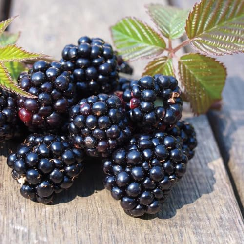 Chester BlackBerry Live Plant (5-9 Tall) β Thornless Sweet Berry Bush β Cold Hardy Zones 5-8 β Late Season Rubus Starter for Patio Containers or Outdoor Gardens β High Yield & Disease Resistant