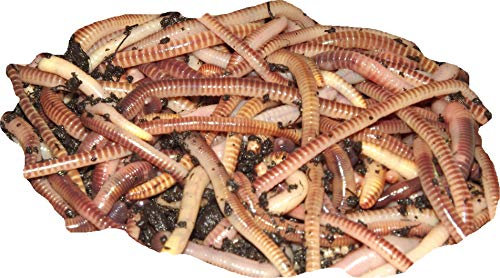 Yorkshire Worms TIGER COMPOST WORMS - Suitable for Composting and Wormery Starter Packs (100g)