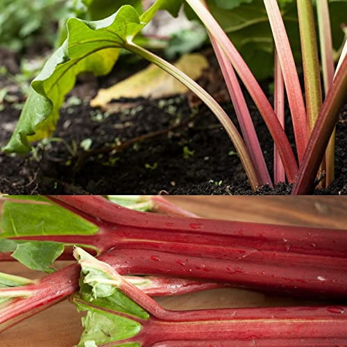 2 x Rhubarb Crown 'Raspberry Red' - Ready to Plant Rhubarb Plant Perfect for The UK