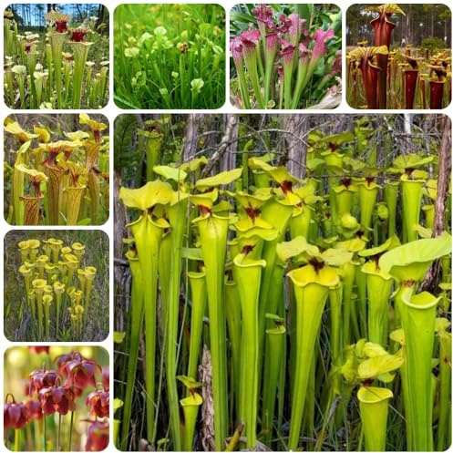 Fleischfressende Schlauchpflanze, Sarracenia purpurea, exotische zimmerpflanzen balkonpflanzen deko wohnzimmer grünpflanzen balkonpflanzen 200pcs