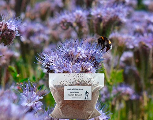 Phacelia Bienenfreund Gründüngung Frische Saat Mantelsaat 2 kg Samen