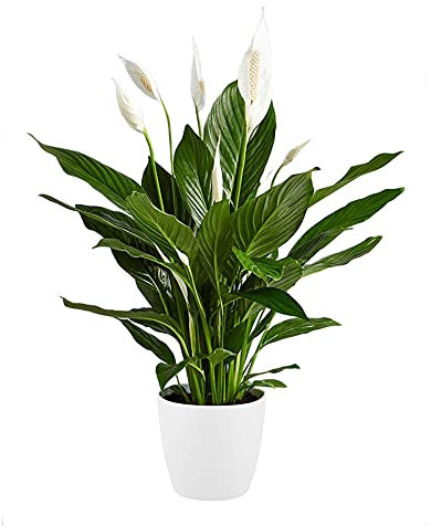 Spathiphyllum Peace Lily - Large Plant Around 40-50cm Including White Pot for The Home Or Office