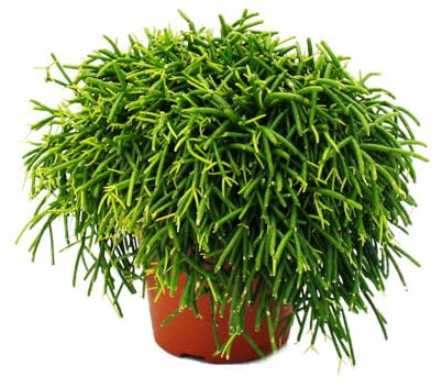 Rhipsalis baccifera Oasis - Korallenkaktus - im 12cm Topf - sukkulente Zimmerpflanze