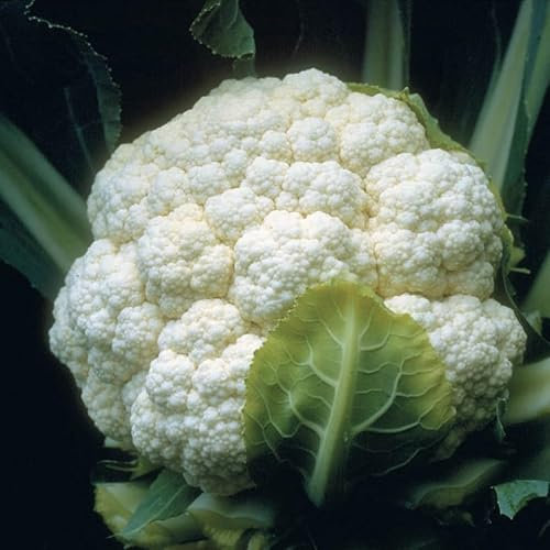 PREMIER SEEDS DIRECT - Cauliflower - Candid Charm F1-30 Seeds