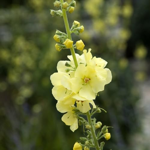 semillas de malva real - malvas reales Decoración de sala estar con cama elevada malva loca Decoraciones otoñales un jardín resistente semillas tapizantes 450semillas
