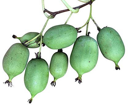 Mini Kiwi (Absolut WINTERHART IN Deutschland) 10 SamenSelbstbefruchtend **Sorte Issai**