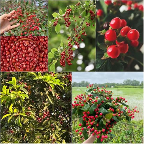 semillas de frijol azuki - semillas de decorativas frijol azuki jardin Decoración balcones 550pcs