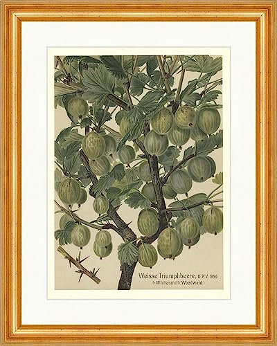 Biller Antik Triunfo Blanco Baya Triunfo Whitesmith Grosella espinosa Frutas 26 Enmarcado