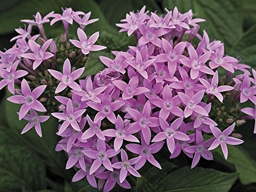 25 Semillas - Semi Pentas Starla Lavanda Shades Pellettato Primavera