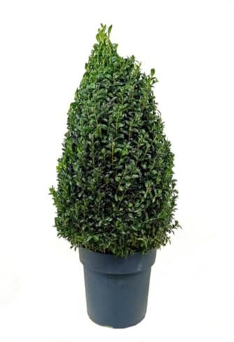 Planta natural Buxus Sempervirens Piramide, 55-60 cm. Boj. Arbusto perenne de forma piramidal, ideal para setos y decoración. Segura Garden.