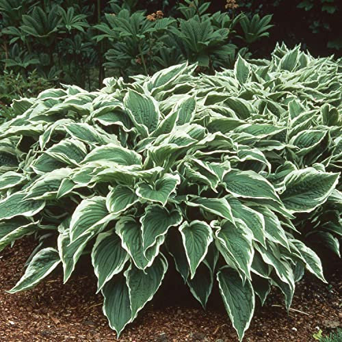 Funkie 'Albomarginata' (grün-weiß)