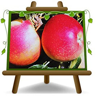 pommier Galared Plante fruitière vieux sur un pot de 26 - max 200 cm - 4 ans