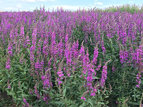 Samen vom deutschen gewöhnlichen Blutweiderich (lat. Lythrum salicaria), mehrjährige lila Teichpflanze, 10.000 Samen der winterharten Blutweideriche, für Schmetterlinge eine verlockende Blühte