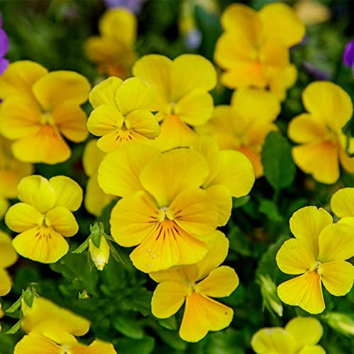 20pcs graines de pensée pour la culture de jardin d'intérieur à haute valeur ornementale pour créer un paysage naturel dans votre cour pour vous apporter de la bonne humeur