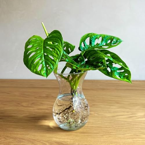 Plantas en Agua - Monstera | Hidroponia | Culivo Hidropónico | Estación de propagación de Plantas