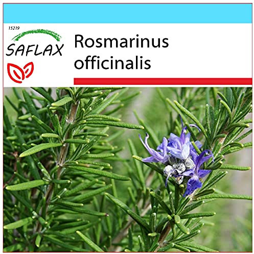 SAFLAX - Kit cadeau - Romarin - 100 graines - Rosmarinus officinalis