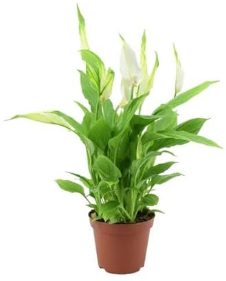 Espatifilo Natural Premium La Planta de Interior que Resalta en Cualquier Espacio