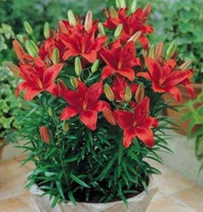 Bulbes de Lys Oriental Vivaces - Plantes en Pot ou Jardin Description Fleurs (2, rouge)