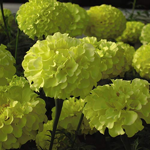 Marigold 'Moon' African Marigold Half-Hardy Annual Flowers Summer Autumn Flowering Garden Plants Grow Your Own 1 x Seed Packet (100 Seeds) Marigold 'Moon' by Thompson and Morgan