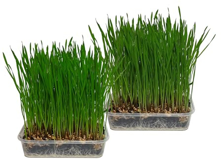 Cat FurNature - Pet Grass 2 pack (Grow your own kits)