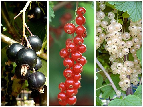 Johannisbeere Busch Set 'Schwarz-Rot-Gold' Titania, Rolan und Weiße Versailler 40-60 cm im 2-3 Liter Topf