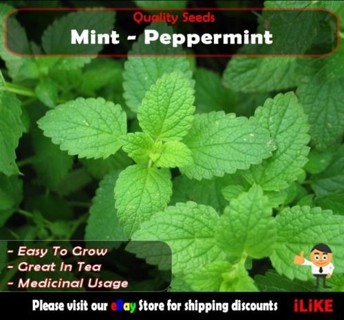 Menta piperita 250 semi di ortaggi Minima giardino pianta facile da coltivare