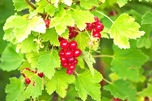 Groseillier à Grappes LONDON Market C 5 Litres