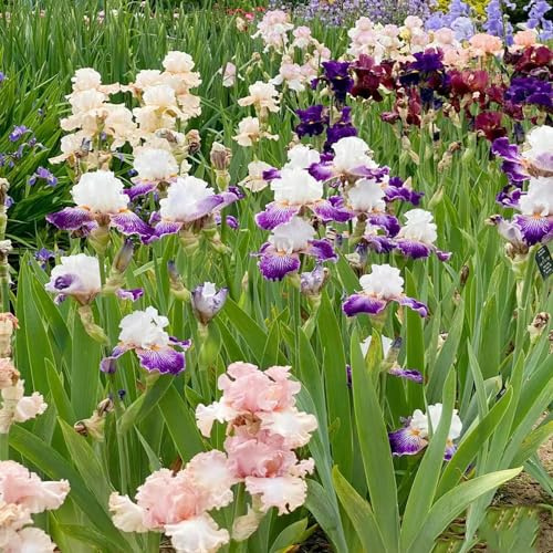 bulbi iris di di resistenti alla decorazione ufficio resistenti decorazione giardino rocce letto 20pcs